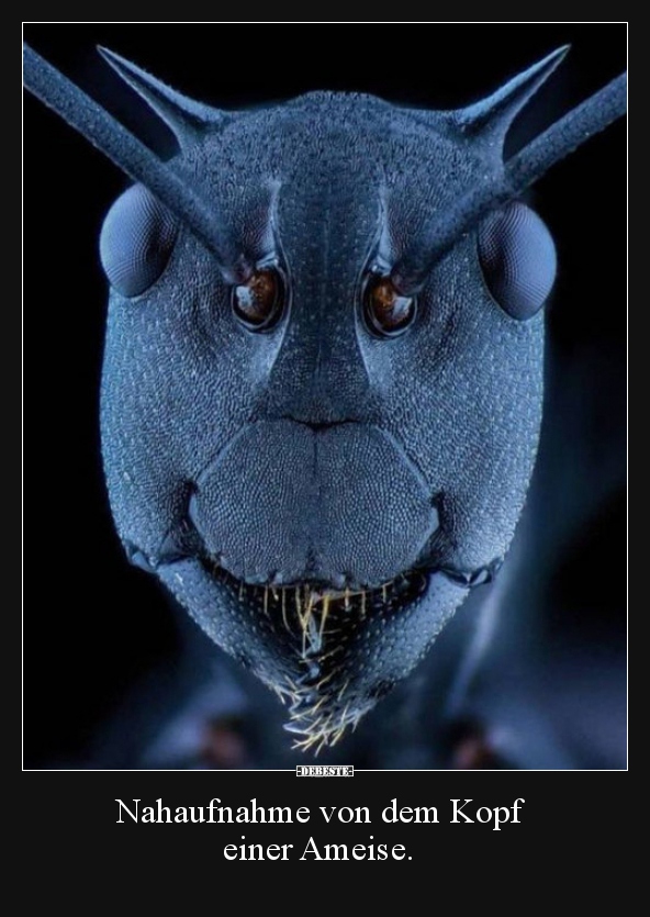 Nahaufnahme von dem Kopf  einer Ameise... - Lustige Bilder | DEBESTE.de