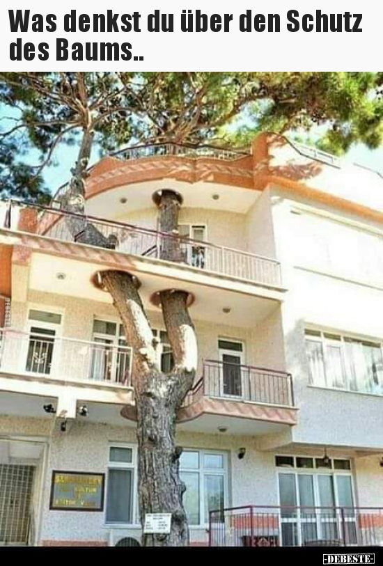 Was denkst du über den Schutz des Baums..