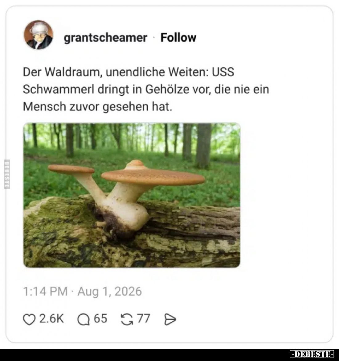 Der Waldraum, unendliche Weiten: USS Schwammerl dringt in Gehölze vor, die nie ein Mensch zuvor gesehen hat.