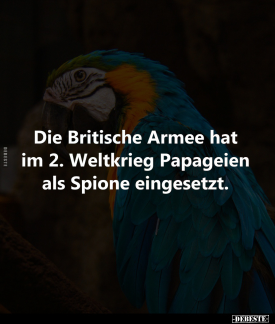 Die Britische Armee hat im 2. Weltkrieg Papageien.. - Lustige Bilder | DEBESTE.de