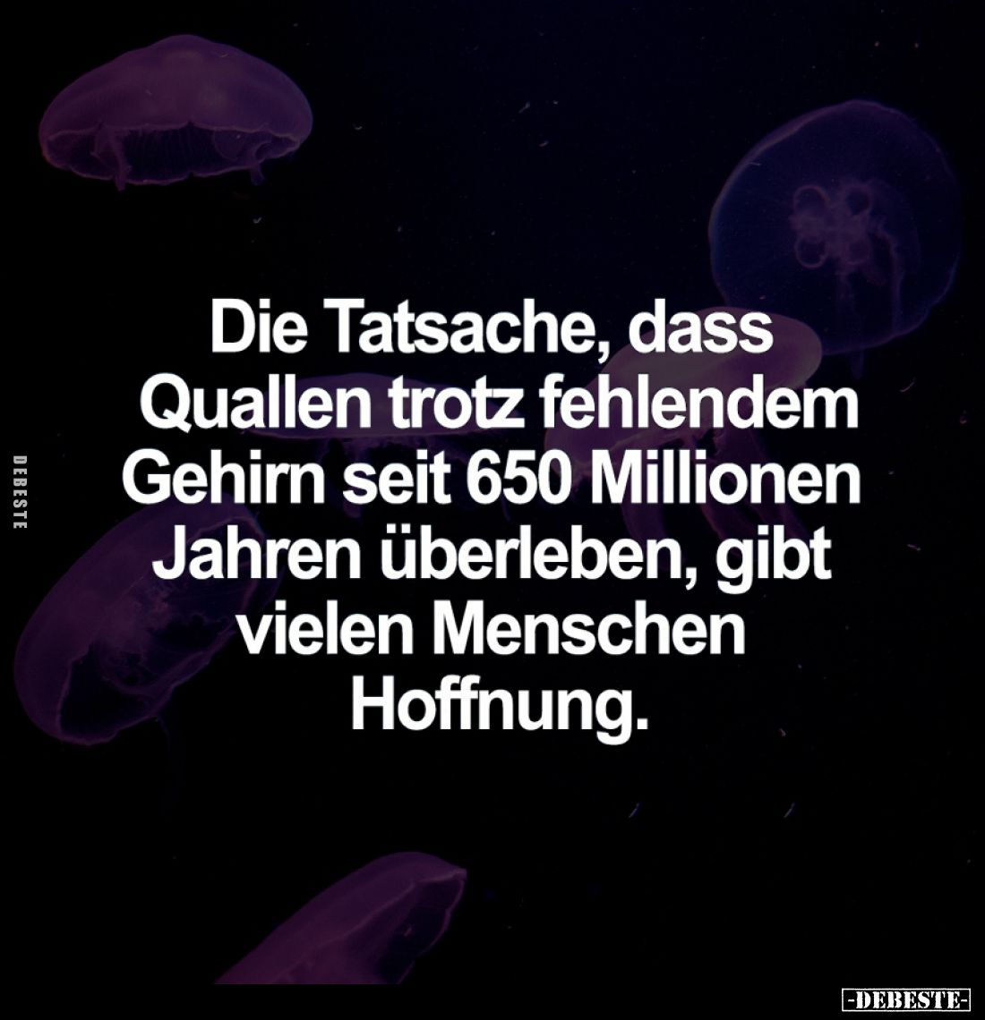 Die Tatsache, dass Quallen trotz fehlendem Gehirn seit 650 Millionen Jahren überleben, gibt vielen Menschen Hoffnung.
