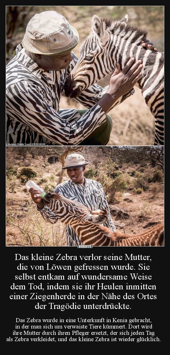 Das kleine Zebra verlor seine Mutter, die von Löwen.. - Lustige Bilder | DEBESTE.de