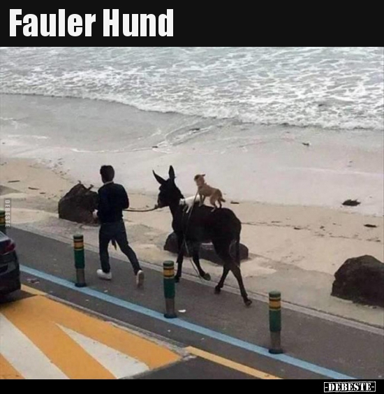 Fauler Hund..