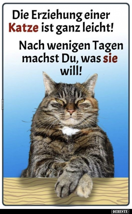 Die Erziehung einer Katze ist ganz leicht!.. - Lustige Bilder | DEBESTE.de