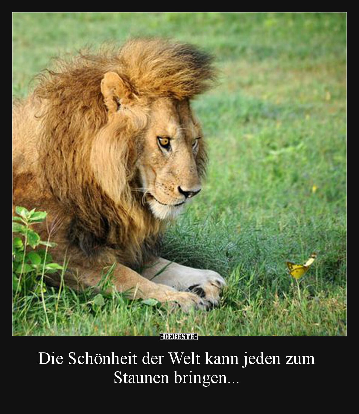Die Schönheit der Welt kann jeden zum 
Staunen bringen...