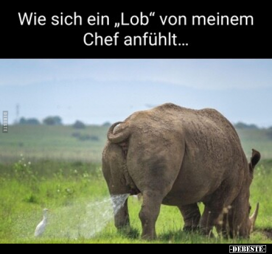 Wie sich ein "Lob" von meinem Chef anfühlt... - Lustige Bilder | DEBESTE.de