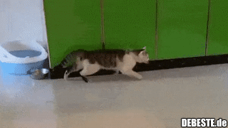 Eine Moonwalk-Katze.