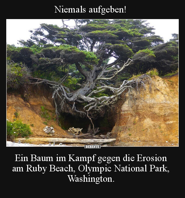 Niemals aufgeben! Ein Baum im Kampf gegen die Erosion am.. - Lustige Bilder | DEBESTE.de