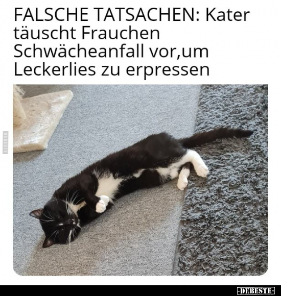 FALSCHE TATSACHEN: Kater täuscht Frauchen Schwächeanfall.. - Lustige Bilder | DEBESTE.de