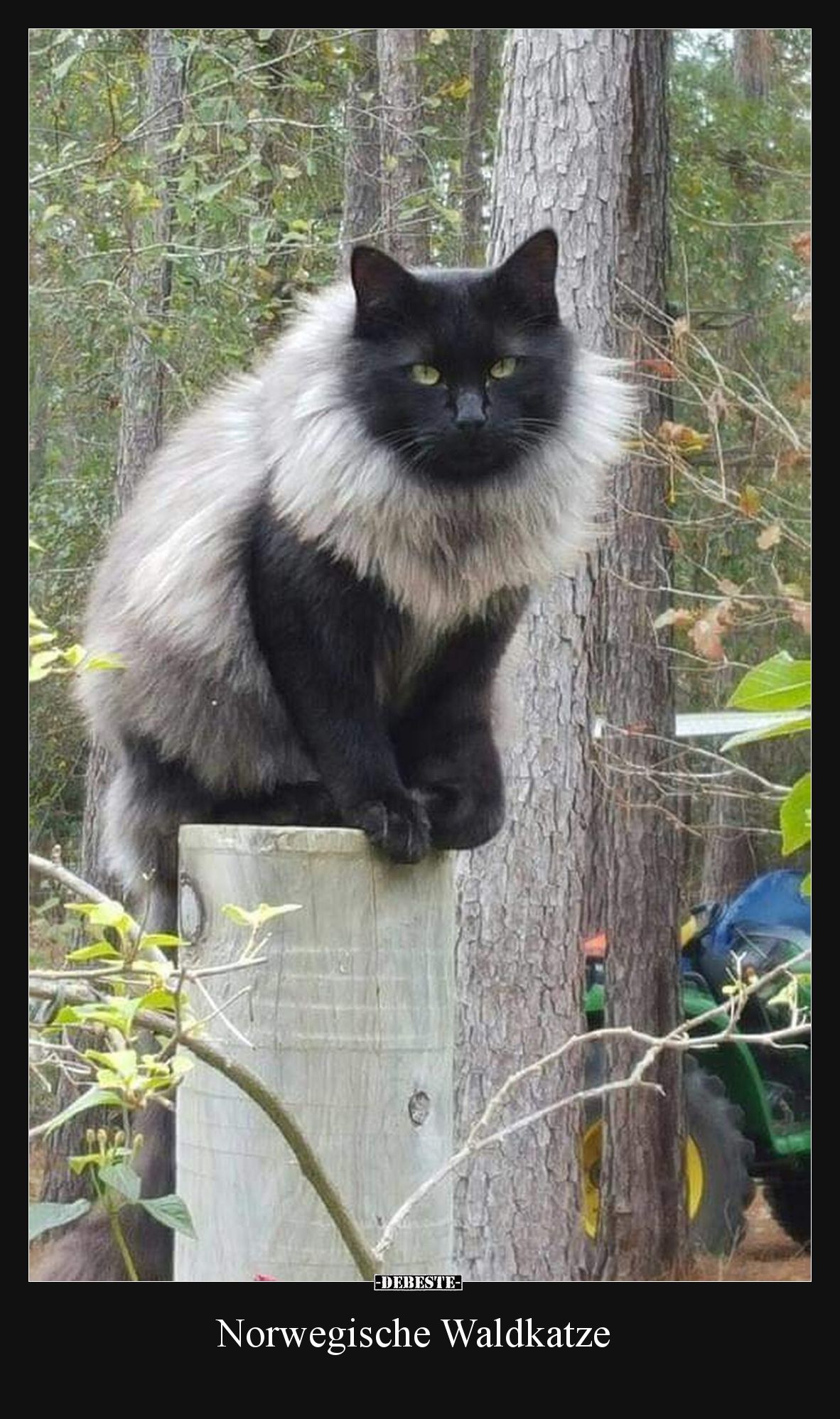 Norwegische Waldkatze.. - Lustige Bilder | DEBESTE.de