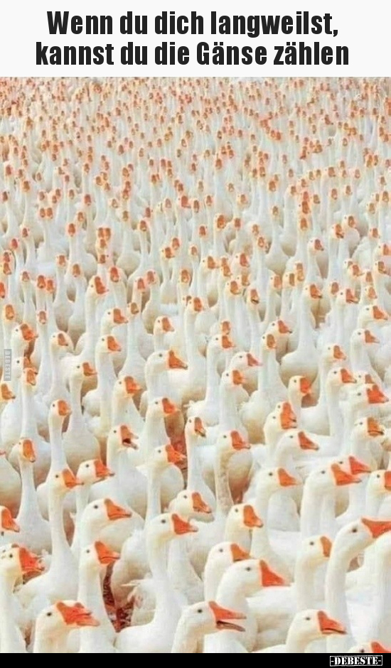 Wenn du dich langweilst, kannst du die Gänse zählen