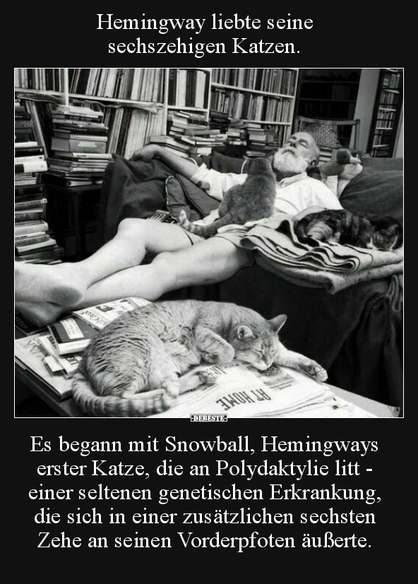 Hemingway liebte seine sechszehigen Katzen... - Lustige Bilder | DEBESTE.de