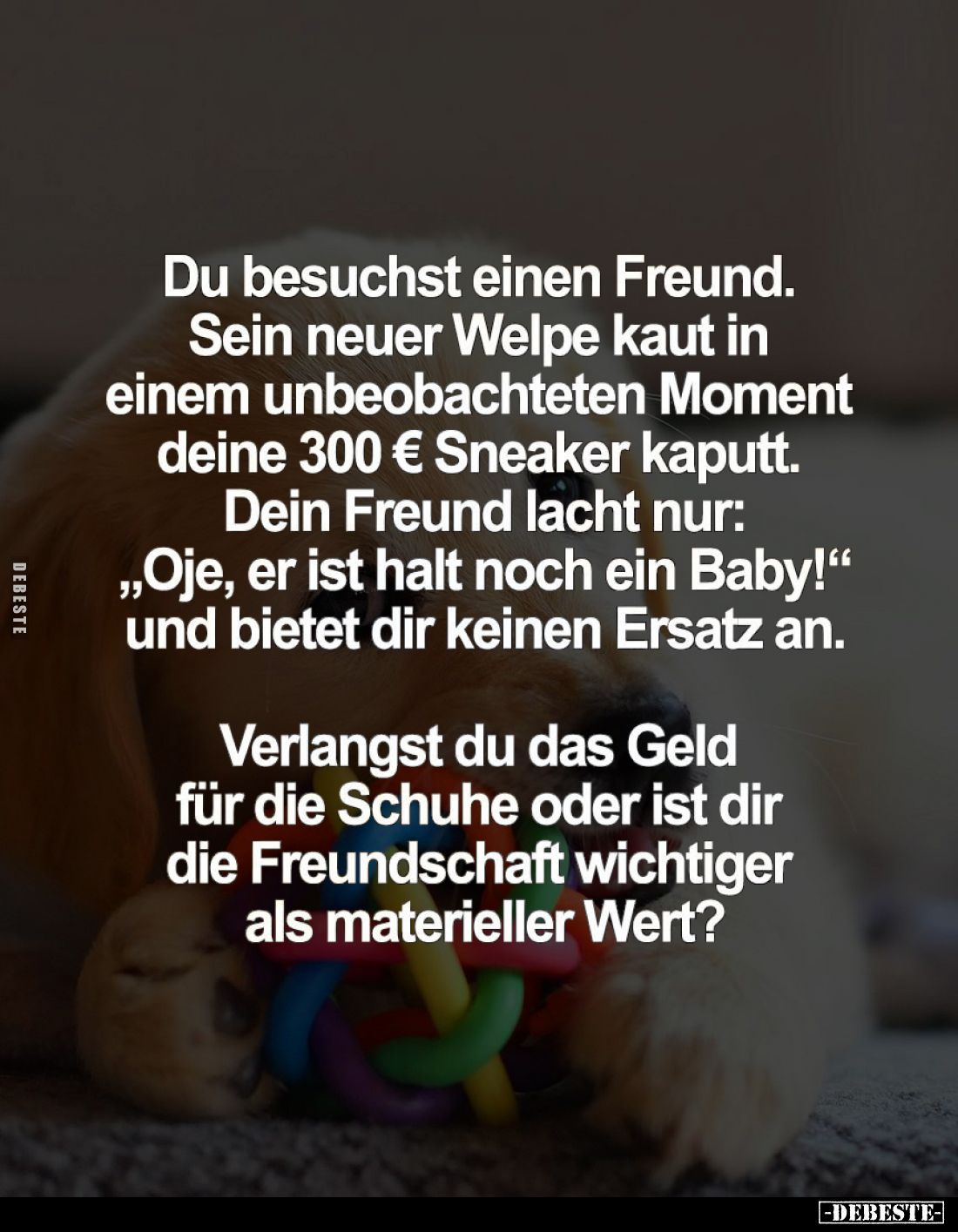 Du besuchst einen Freund. Sein neuer Welpe kaut in einem unbeobachteten Moment deine 300 € Sneaker kaputt. Dein Freund lacht ...