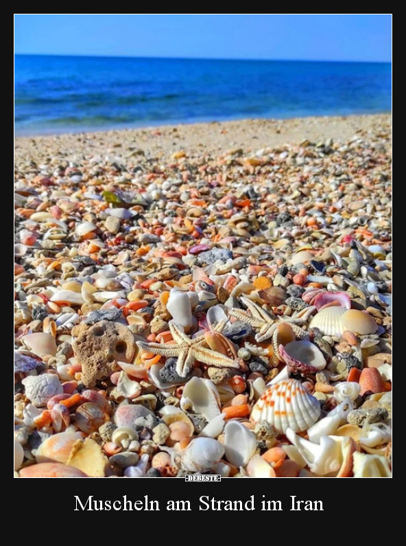 Muscheln am Strand im Iran.. - Lustige Bilder | DEBESTE.de