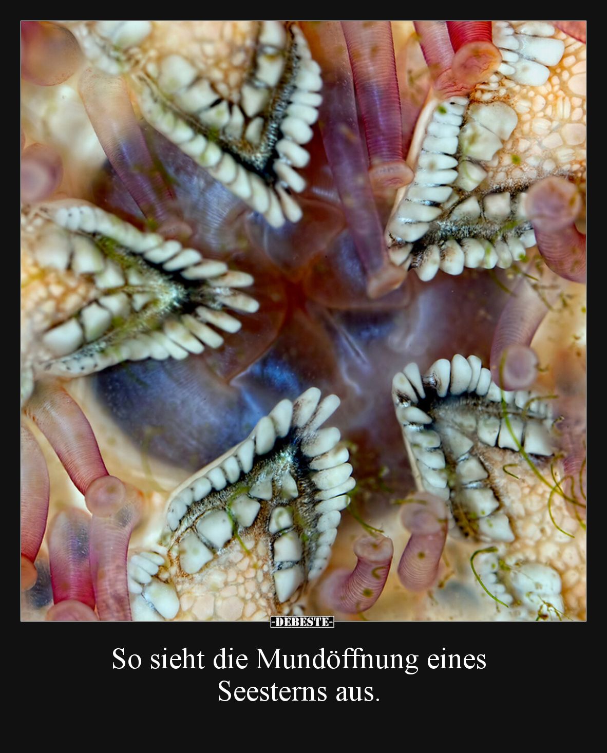 So sieht die Mundöffnung eines Seesterns aus.