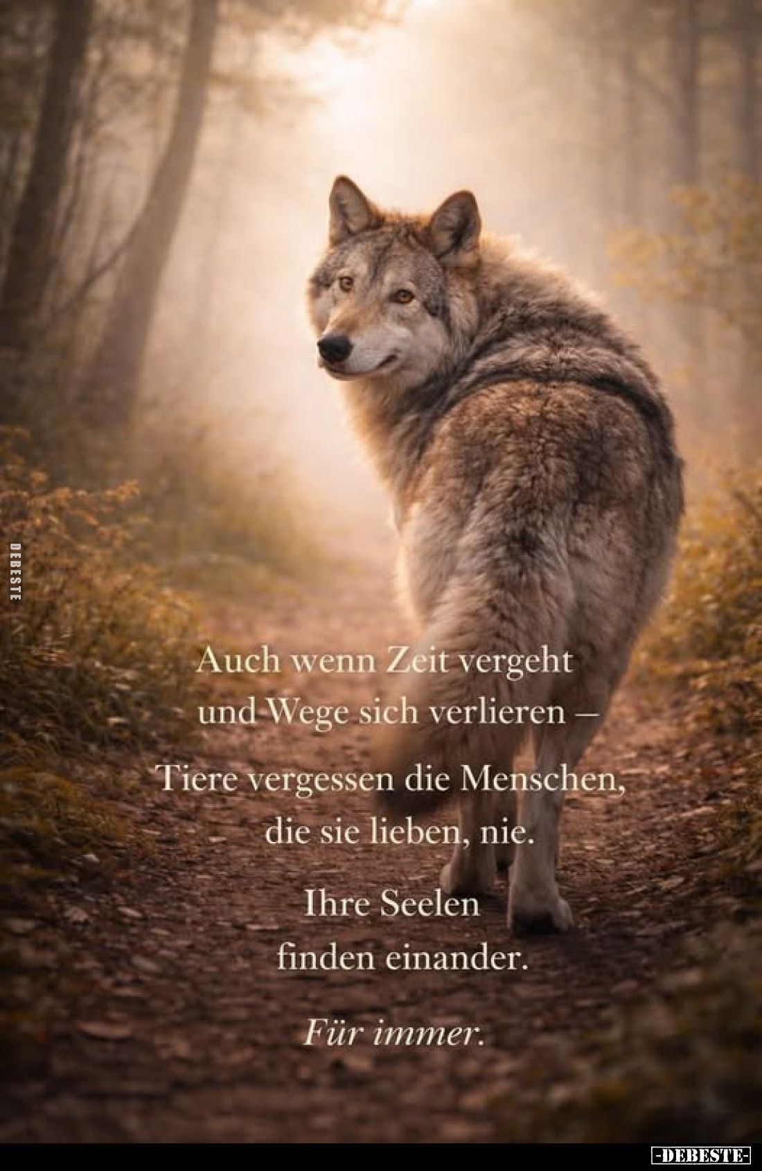 Auch wenn Zeit vergeht und Wege sich verlieren - Tiere vergessen die Menschen, die sie lieben, nie.
Ihre Seelen finden einan...