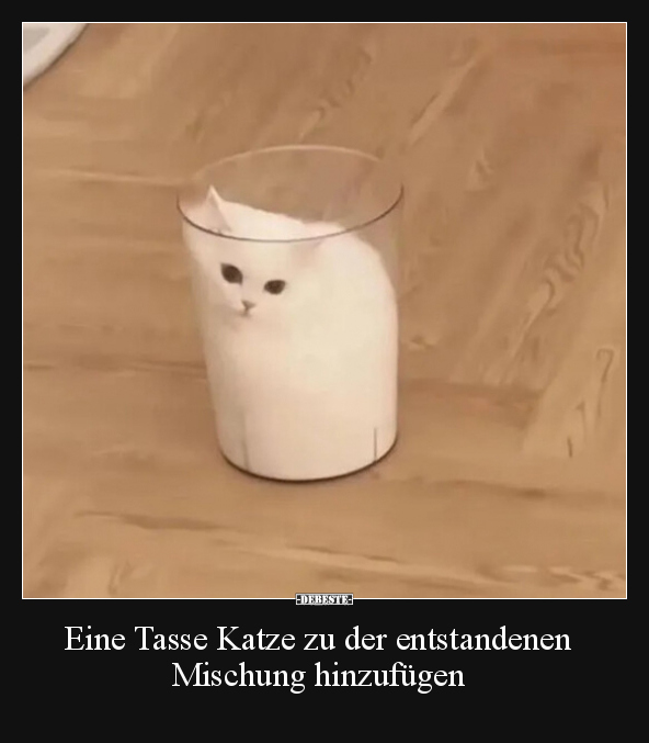 Katzen, Stand