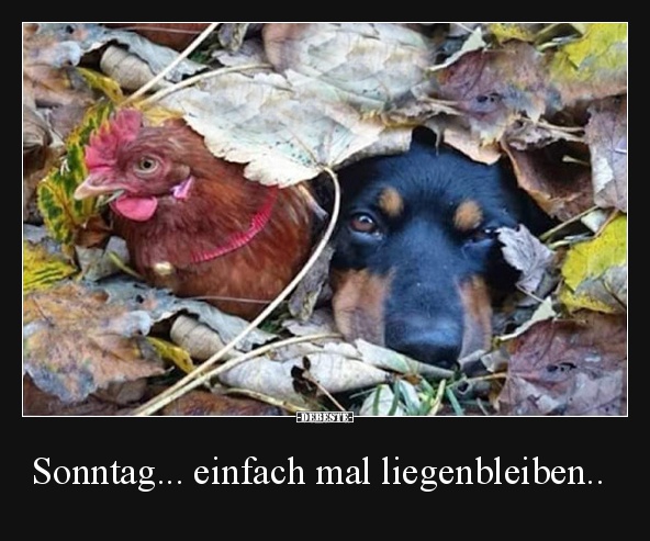Sonntag... einfach mal liegenbleiben..