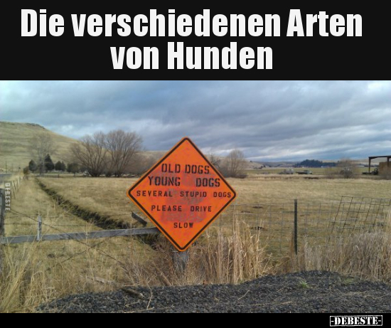 Die verschiedenen Arten von Hunden.. - Lustige Bilder | DEBESTE.de