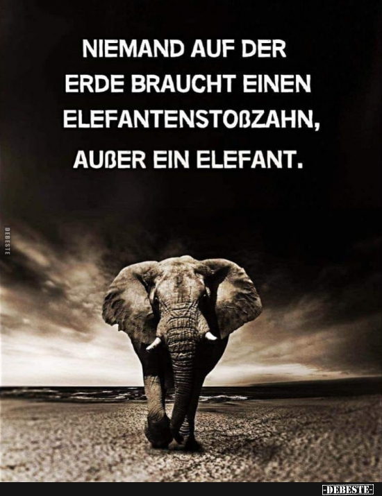 Niemand auf der Erde braucht einen Elefantenstoßzahn, außer ein Elefant. - Lustige Bilder | DEBESTE.de