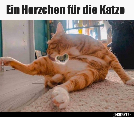 Ein Herzchen für die Katze.. - Lustige Bilder | DEBESTE.de