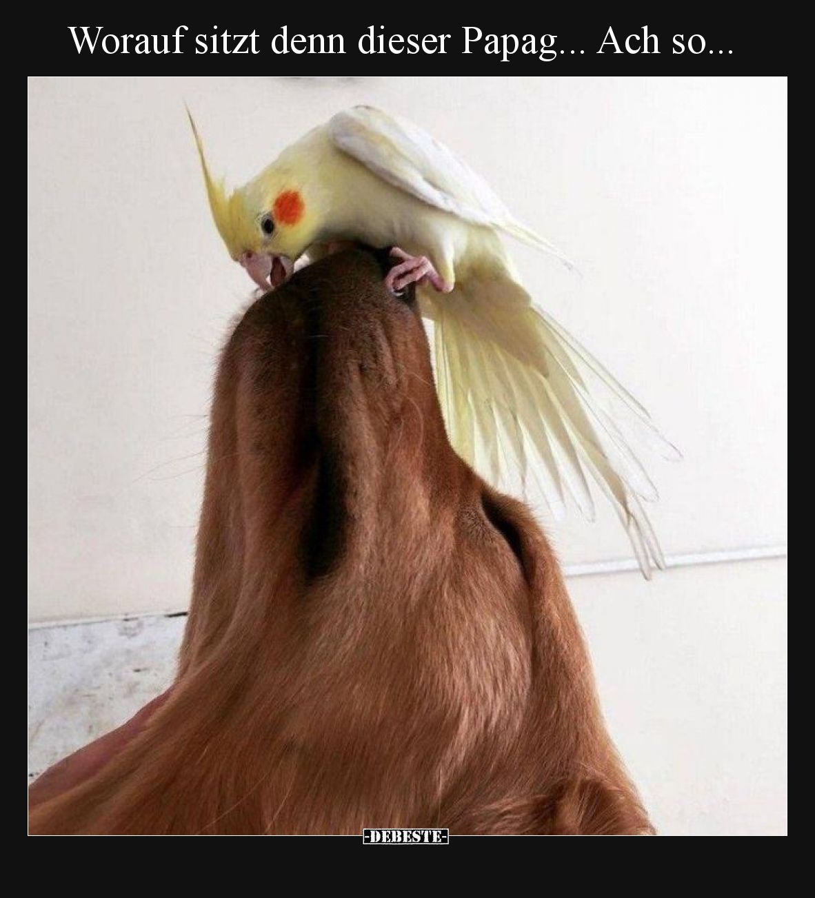 Worauf sitzt denn dieser Papag... Ach so...