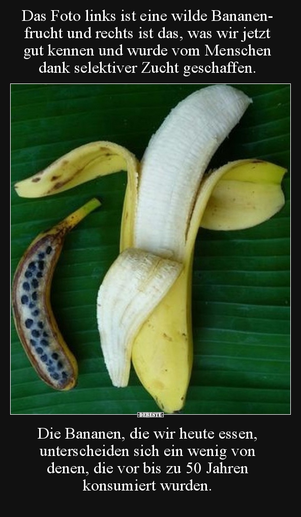 Das Foto links ist eine wilde Bananenfrucht und rechts.. - Lustige Bilder | DEBESTE.de