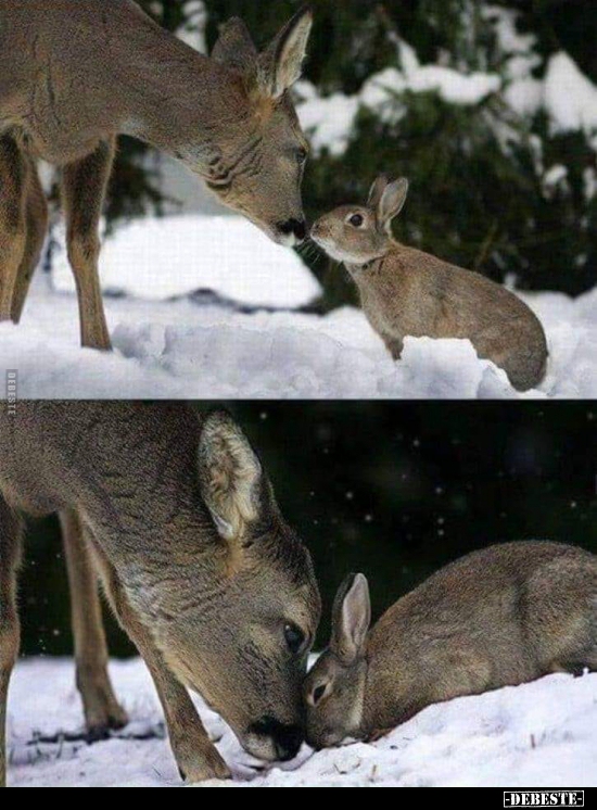 ♥ - Lustige Bilder | DEBESTE.de