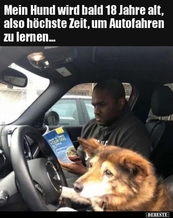Mein Hund wird bald 18 Jahre alt, also höchste Zeit, um..