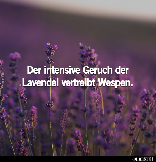 Der intensive Geruch der Lavendel vertreibt Wespen.. - Lustige Bilder | DEBESTE.de