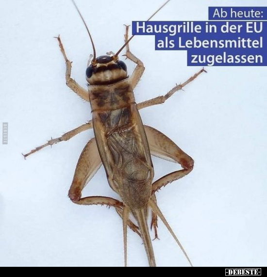 Ab heute: Hausgrille in der EU als Lebensmittel.. - Lustige Bilder | DEBESTE.de