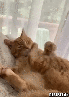 Ich schlage mich selbst, nachdem ich etwas Dummes gesagt habe..