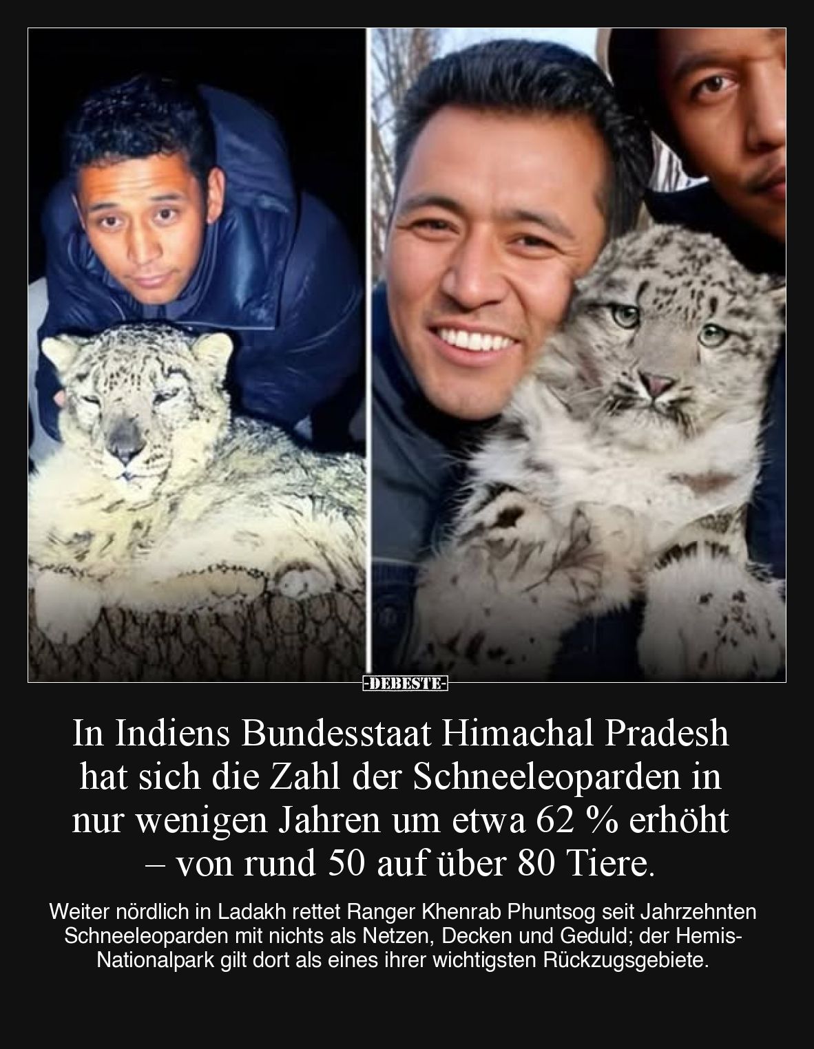 In Indiens Bundesstaat Himachal Pradesh hat sich die Zahl der Schneeleoparden in nur wenigen Jahren um etwa 62 % erhöht – von...