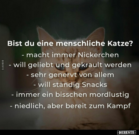 Bist du eine menschliche Katze?.. - Lustige Bilder | DEBESTE.de