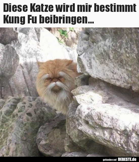 Diese Katze wird mir bestimmt Kung Fu beibringen... - Lustige Bilder | DEBESTE.de