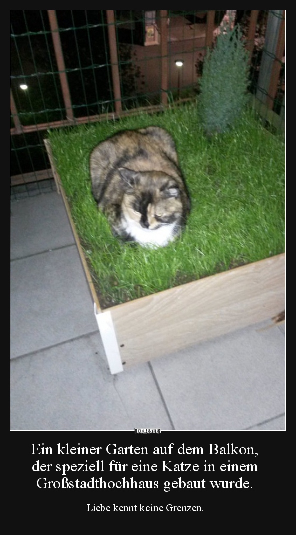 Ein kleiner Garten auf dem Balkon, der speziell für eine Katze..