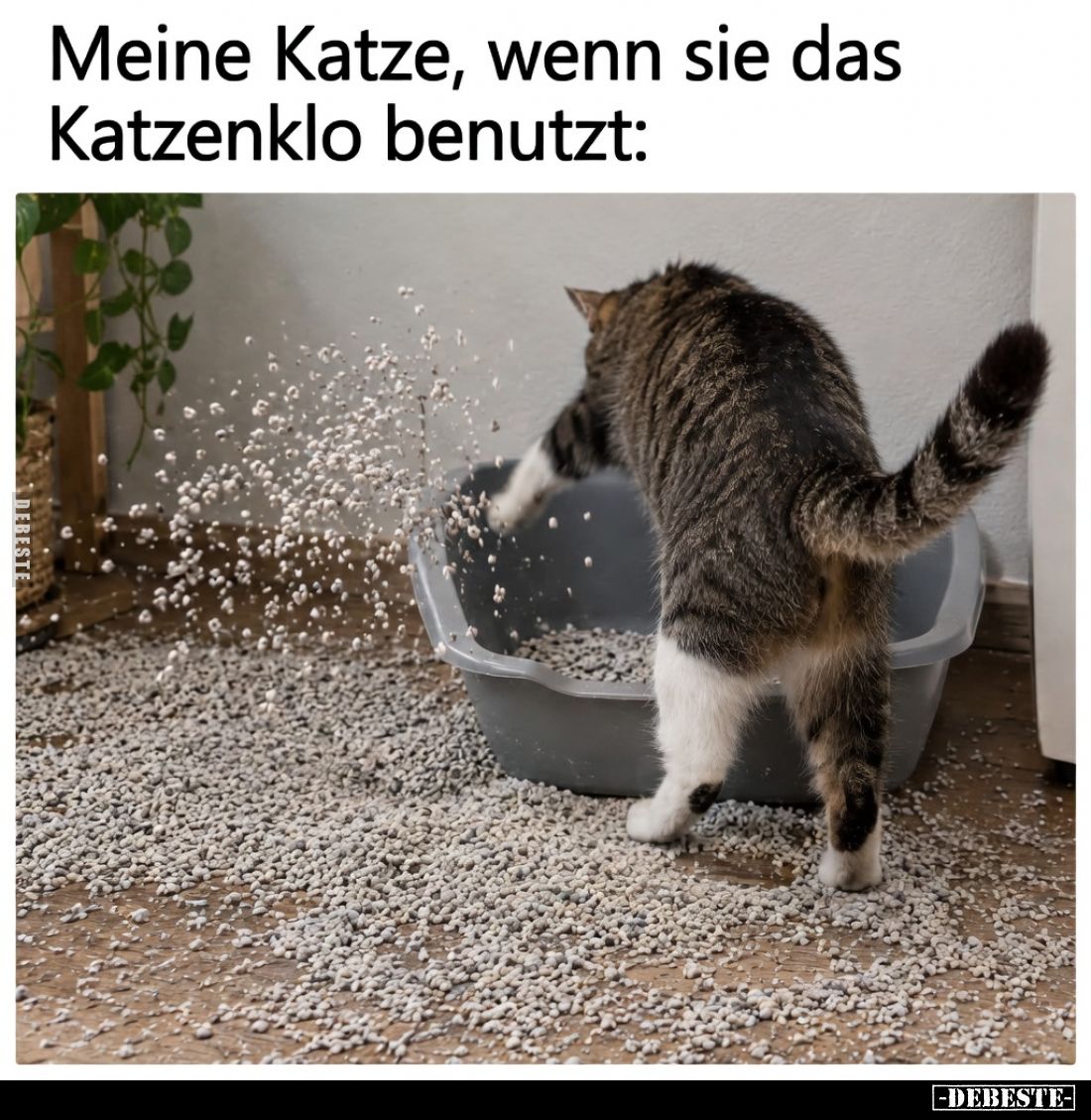 Meine Katze, wenn sie das Katzenklo benutzt: