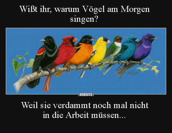 Wißt ihr, warum Vögel am Morgen singen?.. - Lustige Bilder | DEBESTE.de