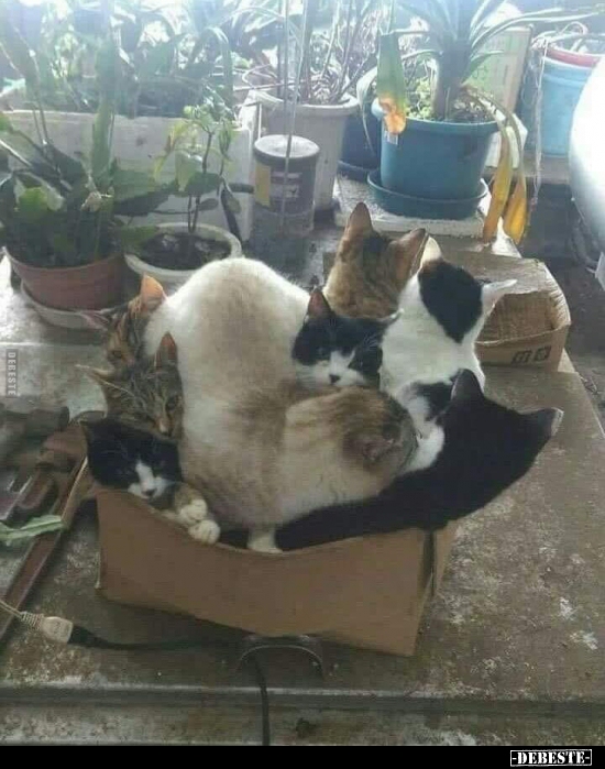  - Lustige Bilder | DEBESTE.de