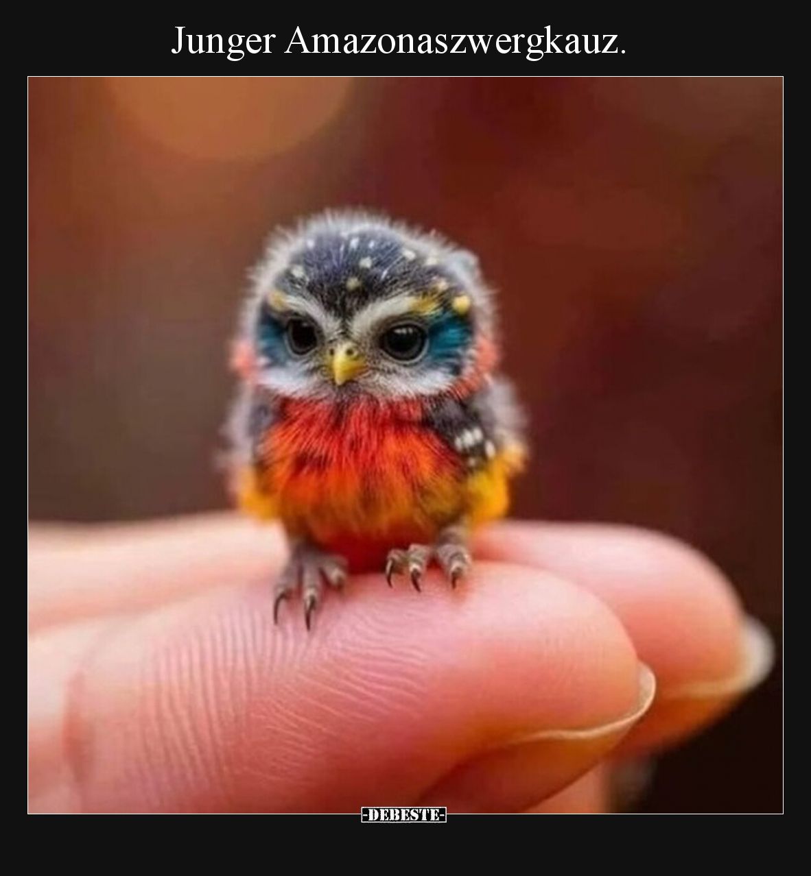 Junger Amazonaszwergkauz