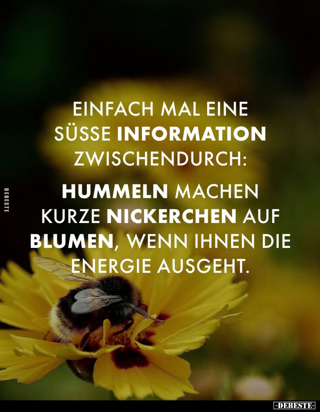 Einfach mal eine süße Information zwischendurch:
Hummeln machen
kurze Nickerchen auf Blumen, wenn ihnen die Energie ausgeht...