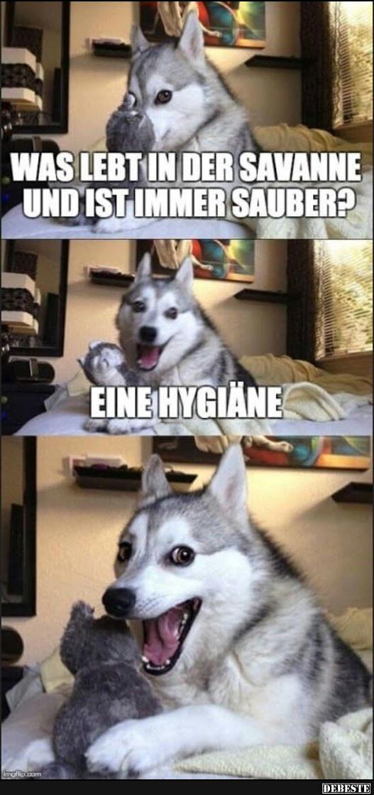 Was lebt in der Savanne und ist immer sauber?