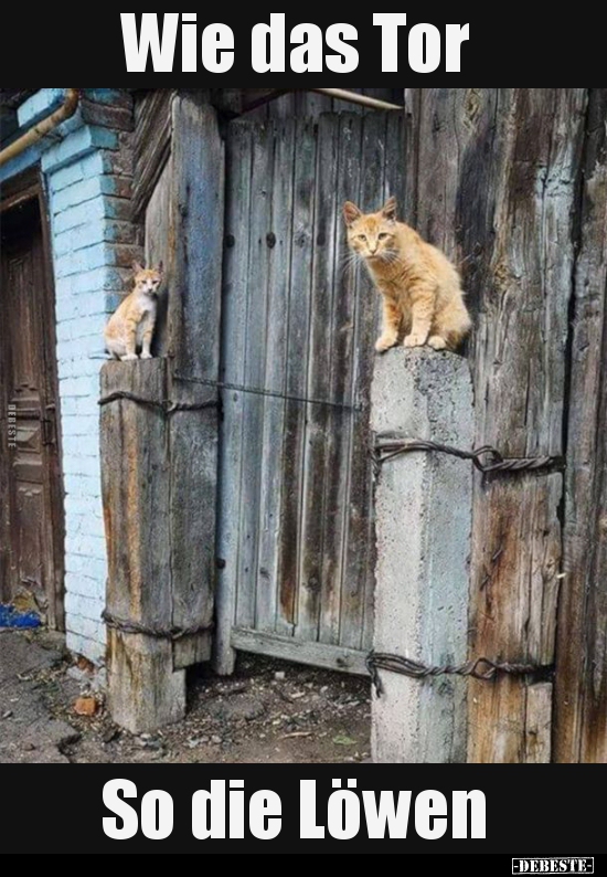 Wie das Tor so die Löwen..
