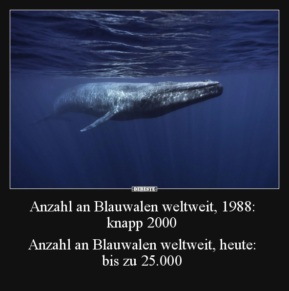 Anzahl an Blauwalen weltweit, 1988: knapp 2000.. - Lustige Bilder | DEBESTE.de