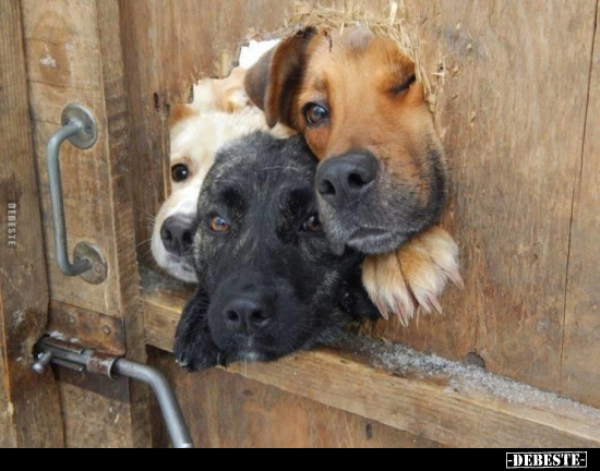  - Lustige Bilder | DEBESTE.de