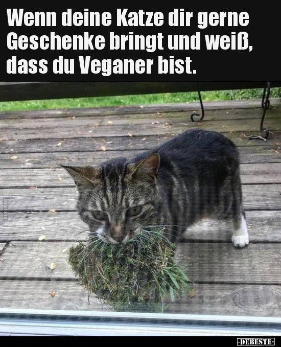 Wenn deine Katze dir gerne Geschenke bringt und weiß, dass.. - Lustige Bilder | DEBESTE.de