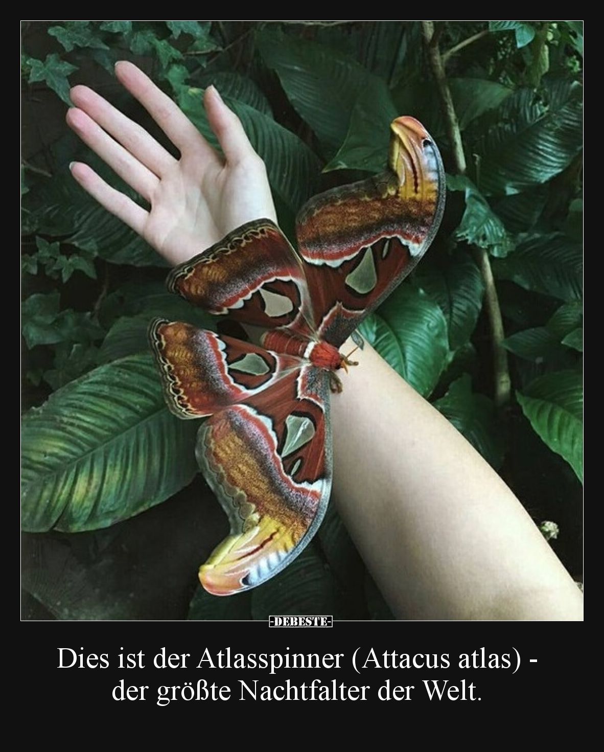 Dies ist der Atlasspinner (Attacus atlas) -der größte Nachtfalter der Welt.
