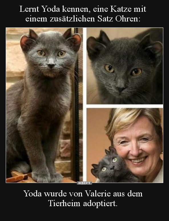 Lernt Yoda kennen, eine Katze mit einem zusätzlichen Satz.. - Lustige Bilder | DEBESTE.de