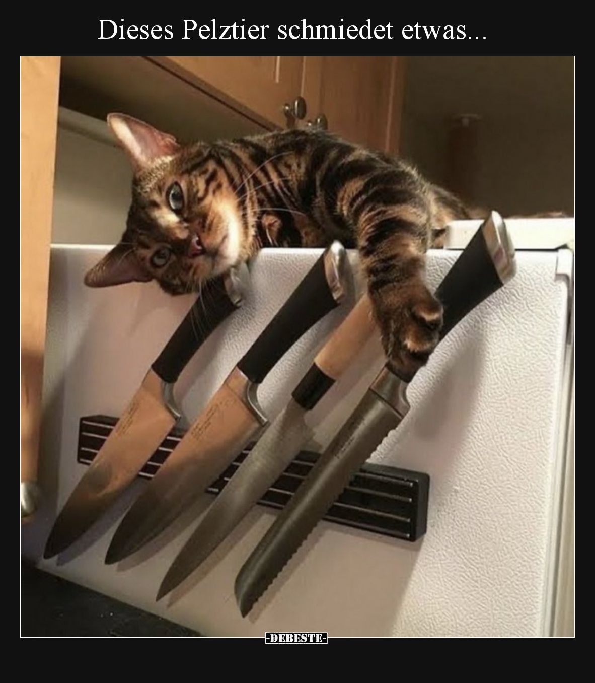 Dieses Pelztier schmiedet etwas.
