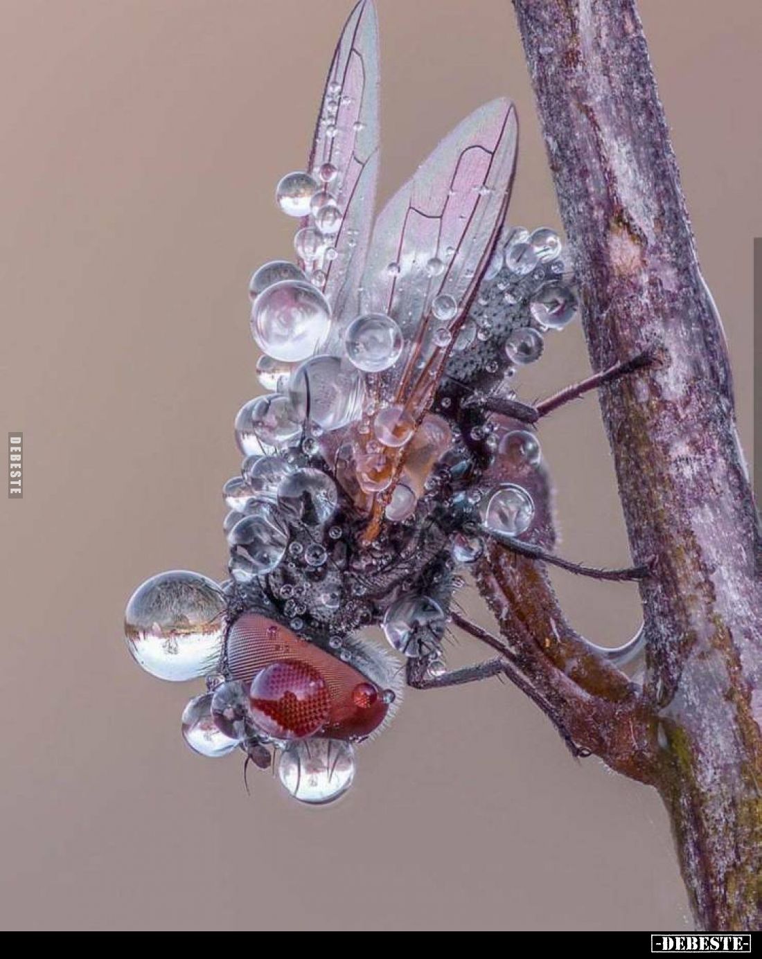 Natur du geiles Stück..